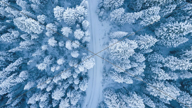 aerial photography of trees