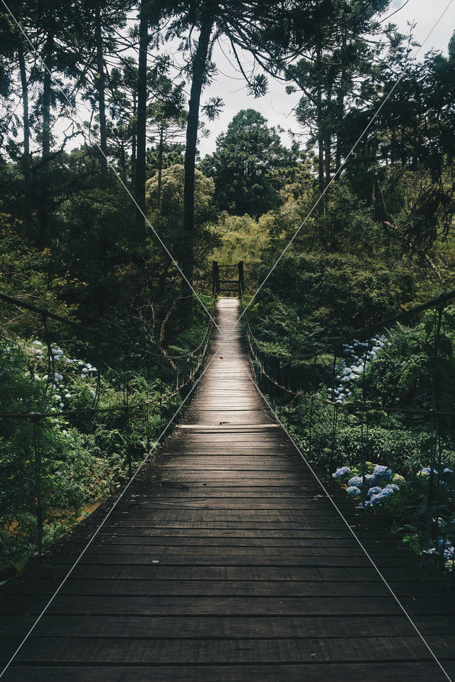 black-hanging bridge surrounded-by-green-forest-trees