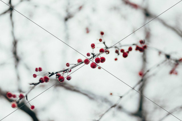 branch close up cold daylight