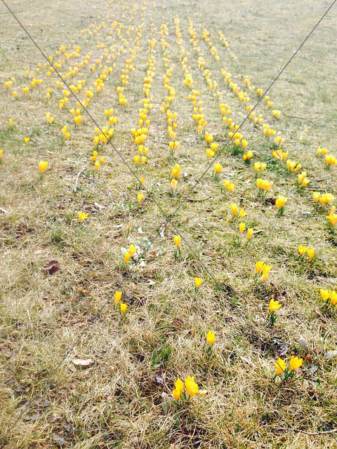 crocus flowers yellow spring