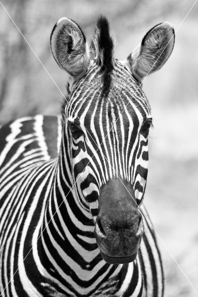 zebra