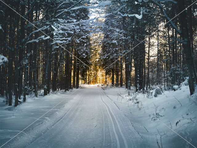 snow pathway between trees during winter