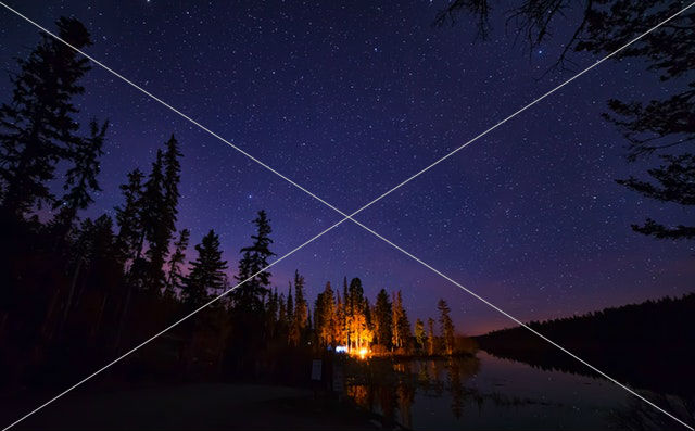 pine trees under starry night sky