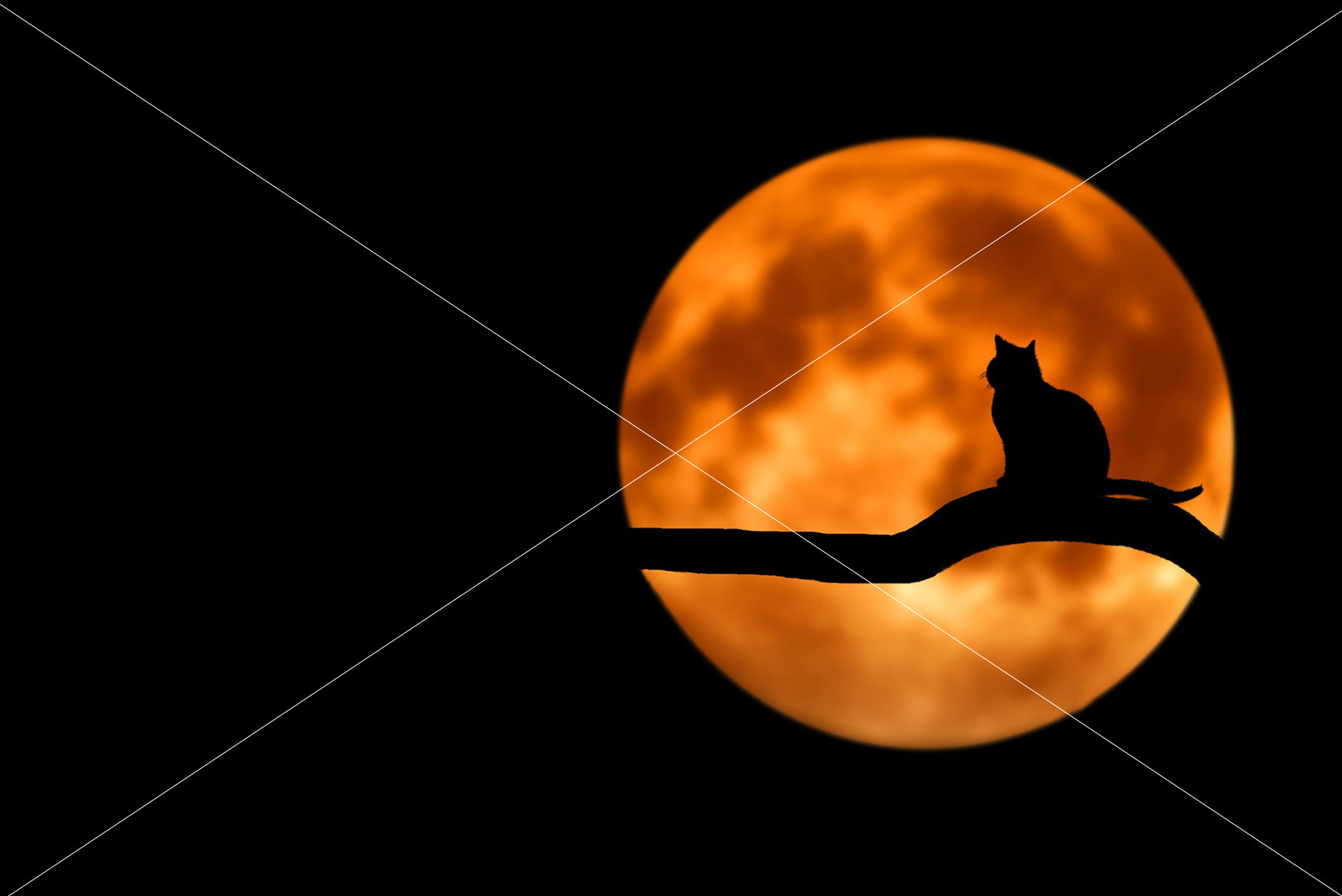 tree cat silhouette moon full moon